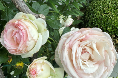 garden-11