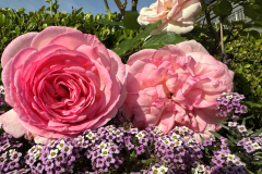 garden-2