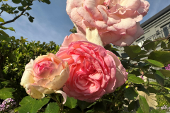 garden-3
