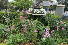 garden-6