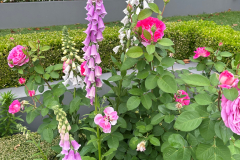 garden-7